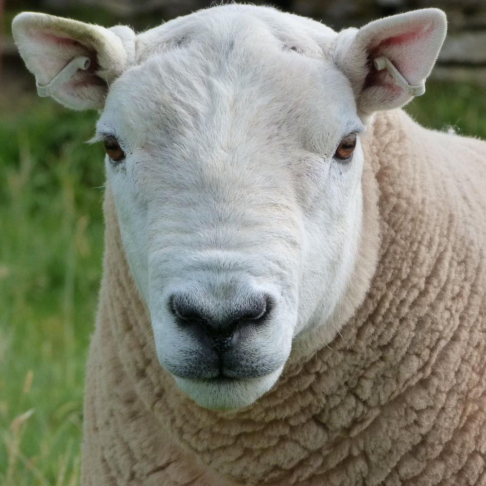 Andy Sheep