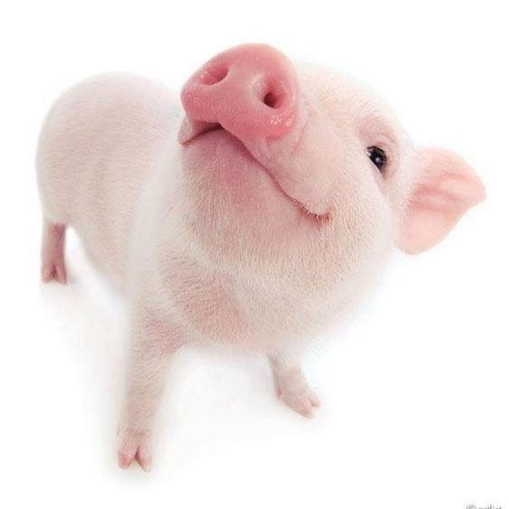 🐷 ~ 𝑀𝑎𝑟𝑗𝑜𝑟𝑖𝑒