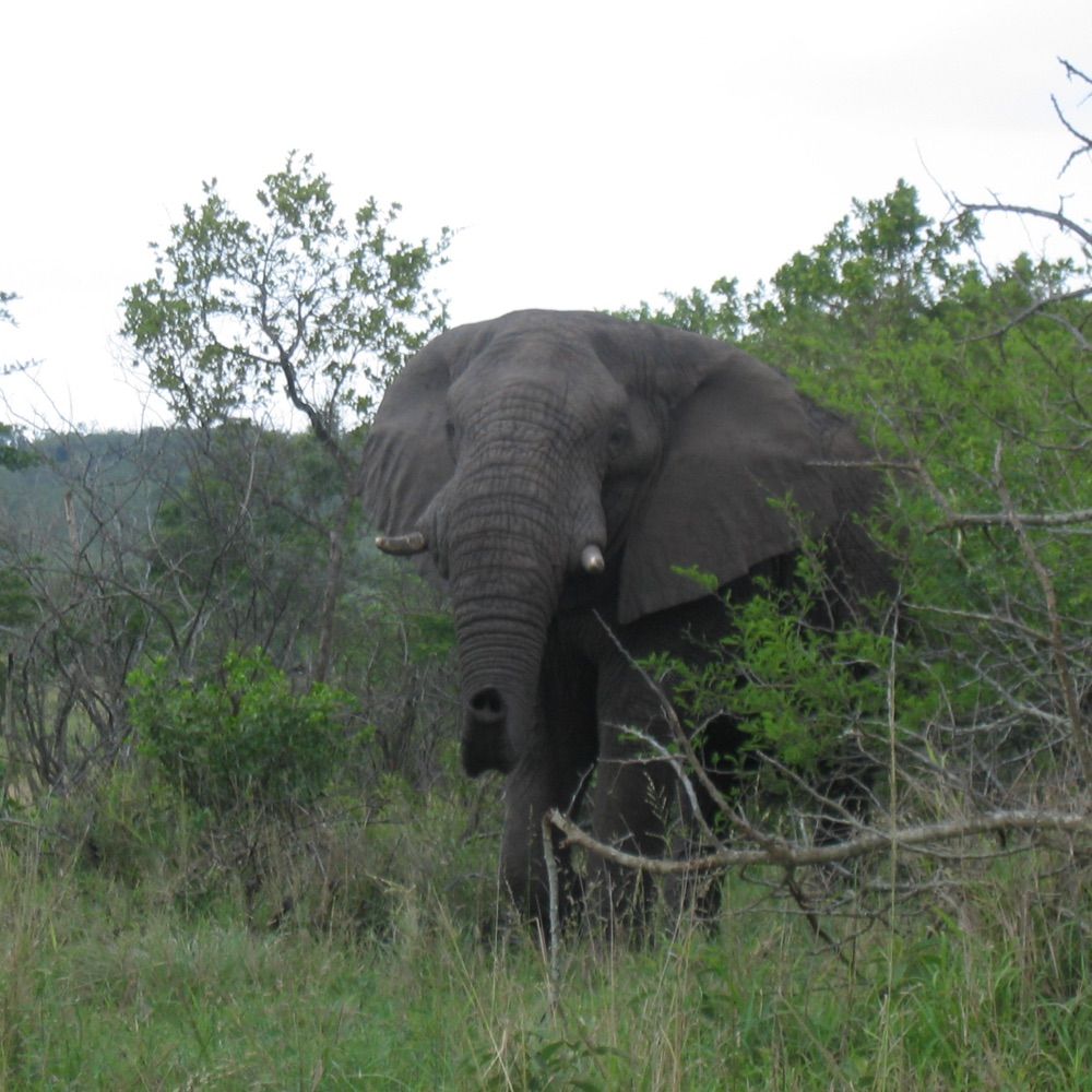 4Elephants
