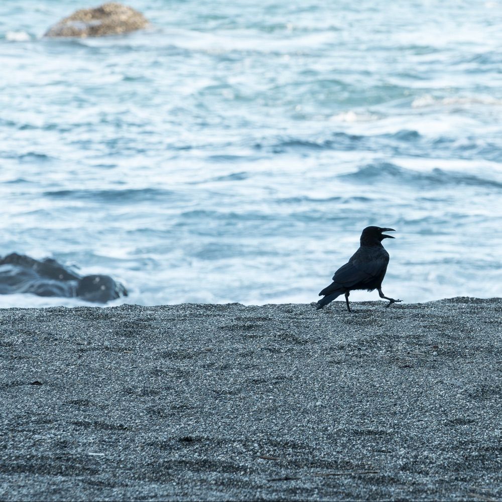 藤島