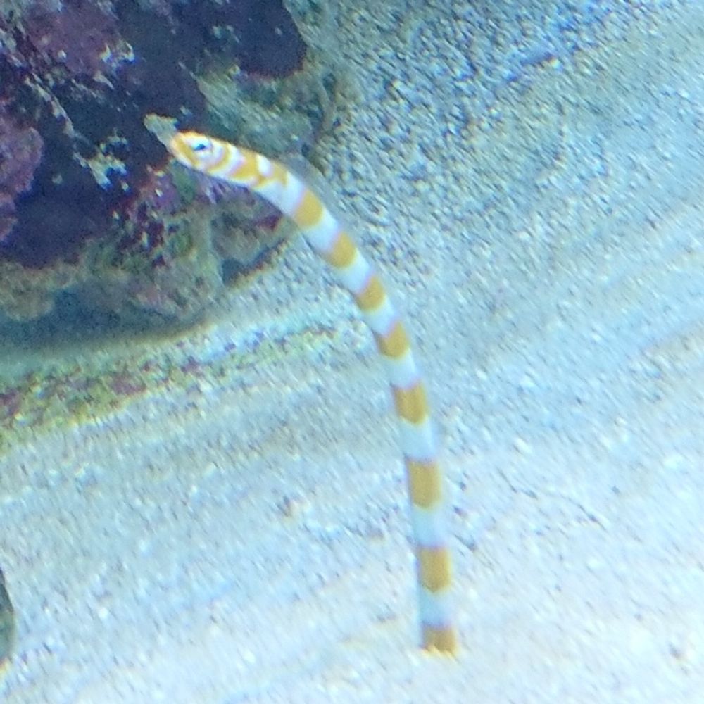 にびこ
