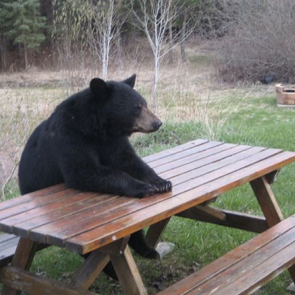 ben the bear