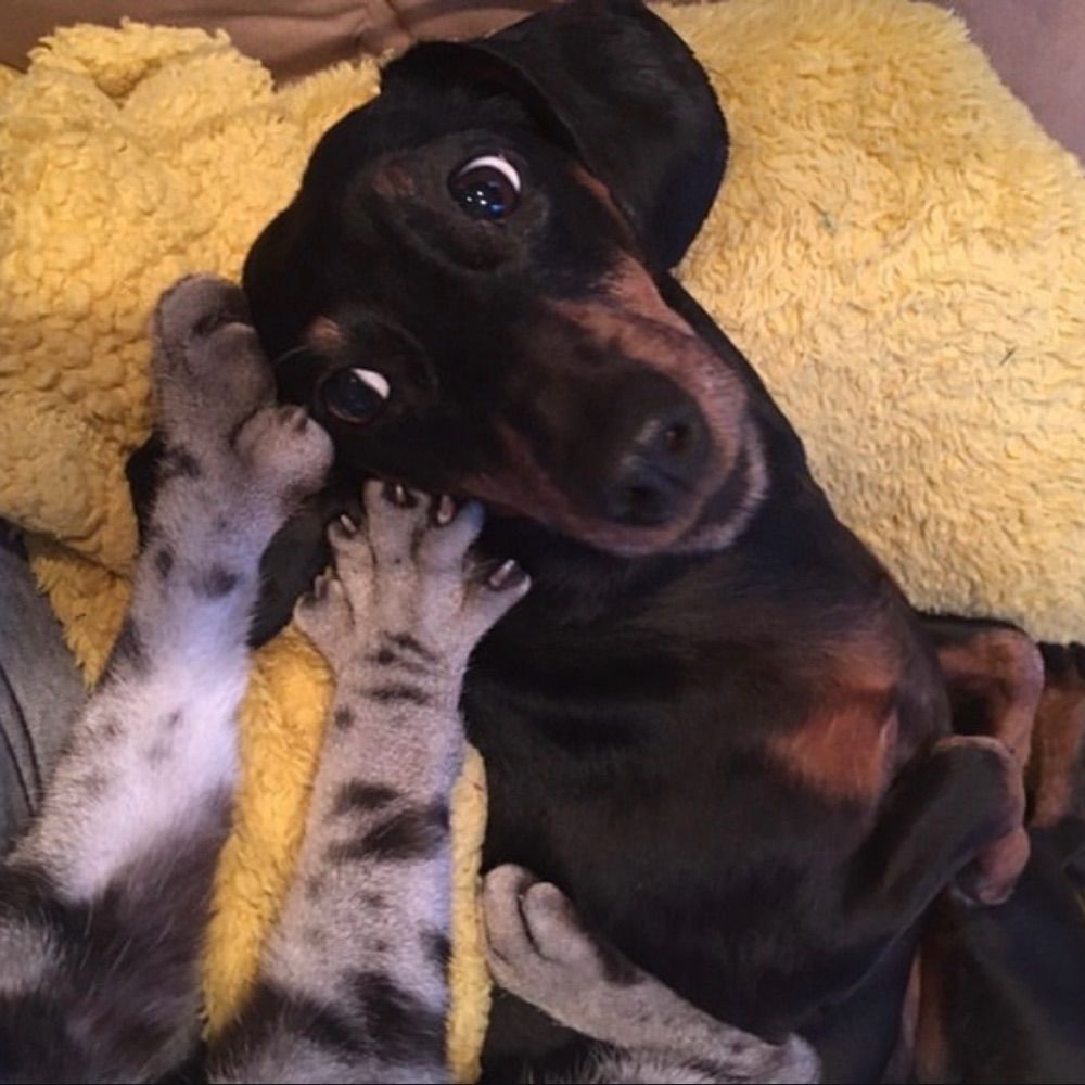 Hoppy The Hotdog