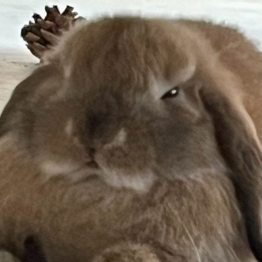 Coco the bunny
