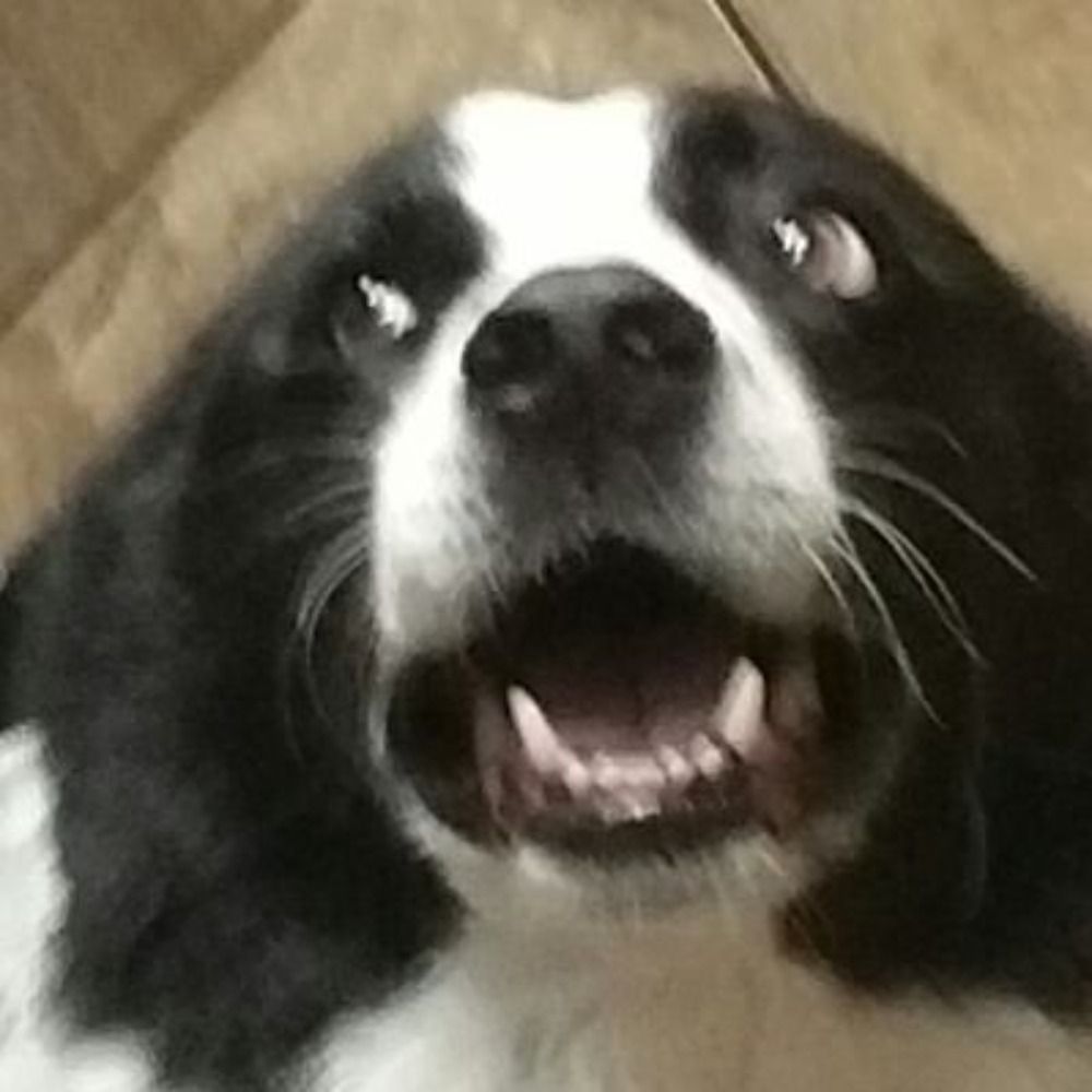 doggoboba