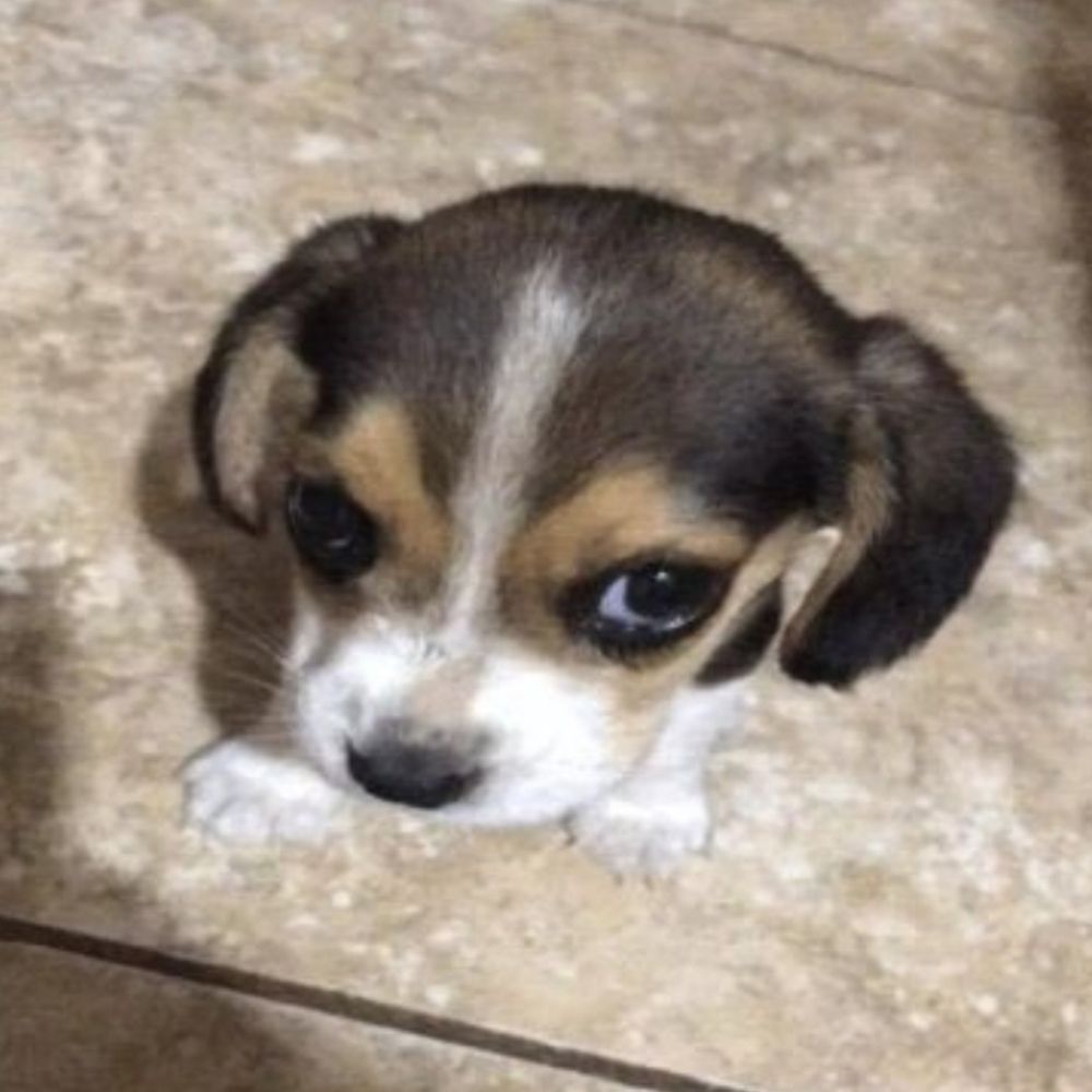 bruninho