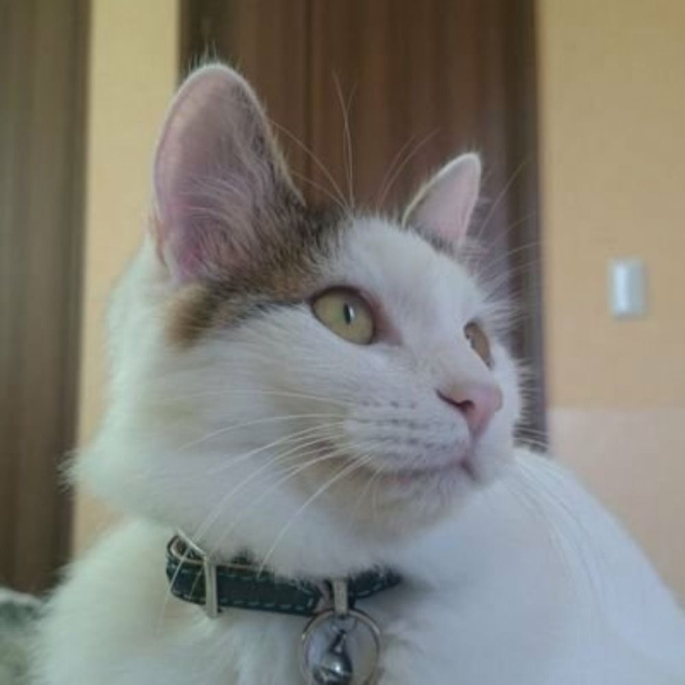 サノえもん