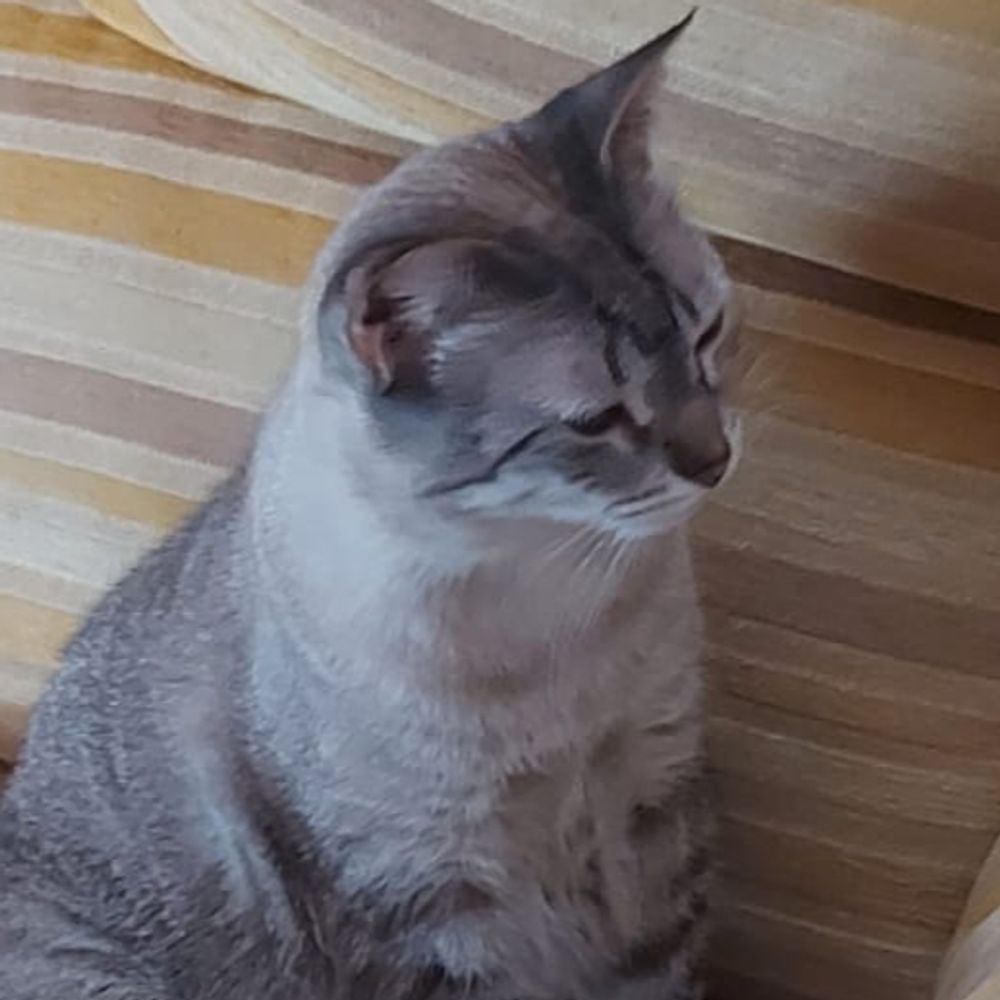 El gato que perdió su cuenta