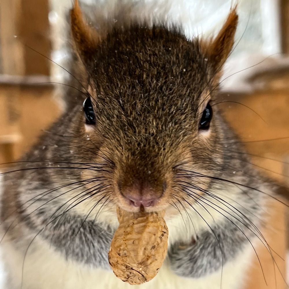 Squirrels150923