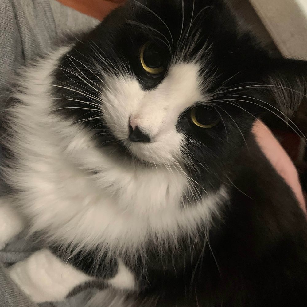 1CatShyOfCrazy / Sam