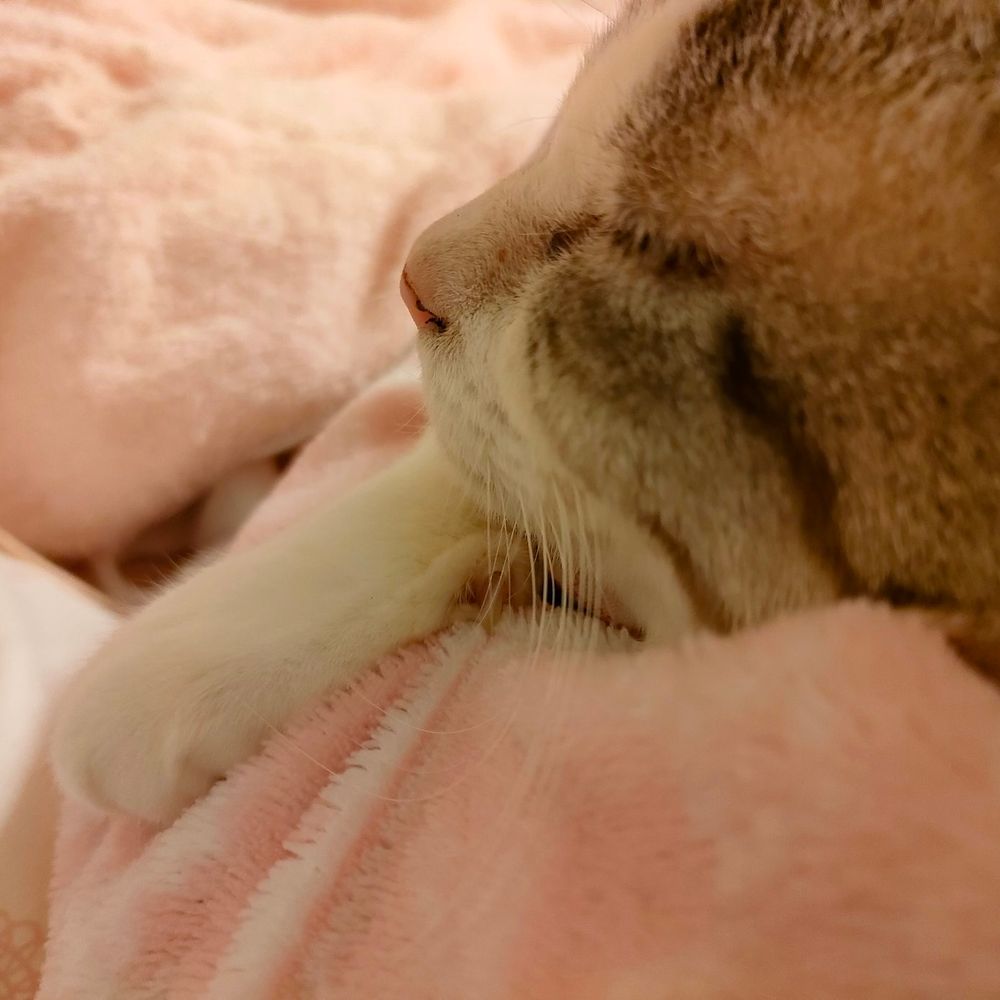 まふるん猫