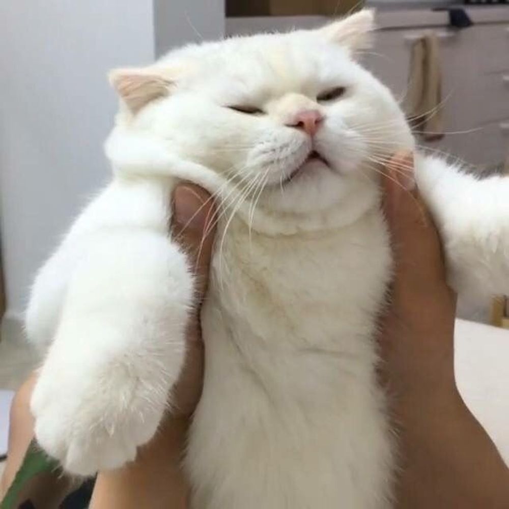 Ren