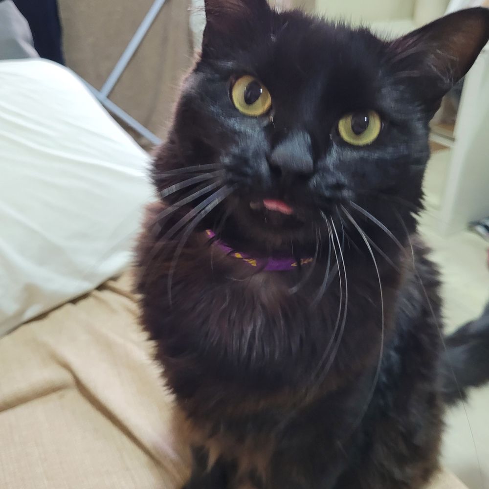 Peti, a gata preta