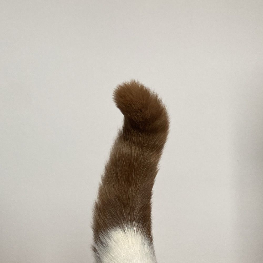 finn