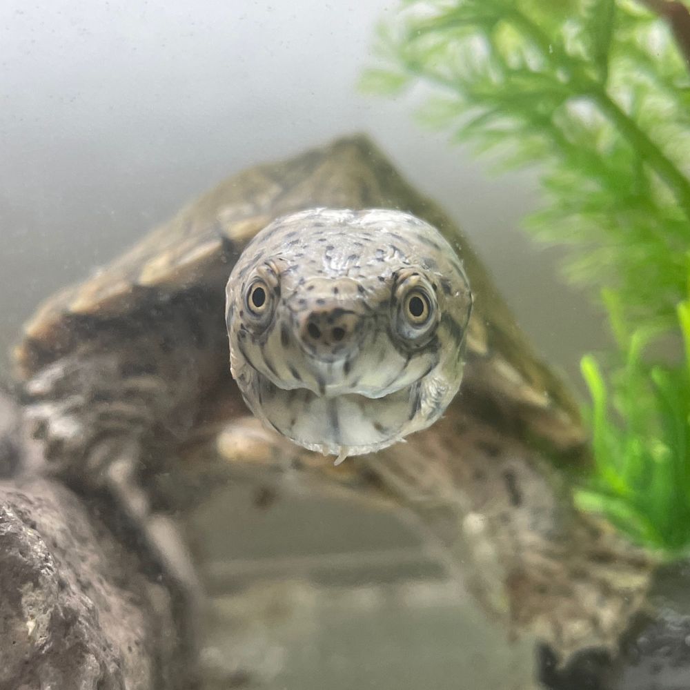 生き物と一緒(カメ梨)🐢🍐