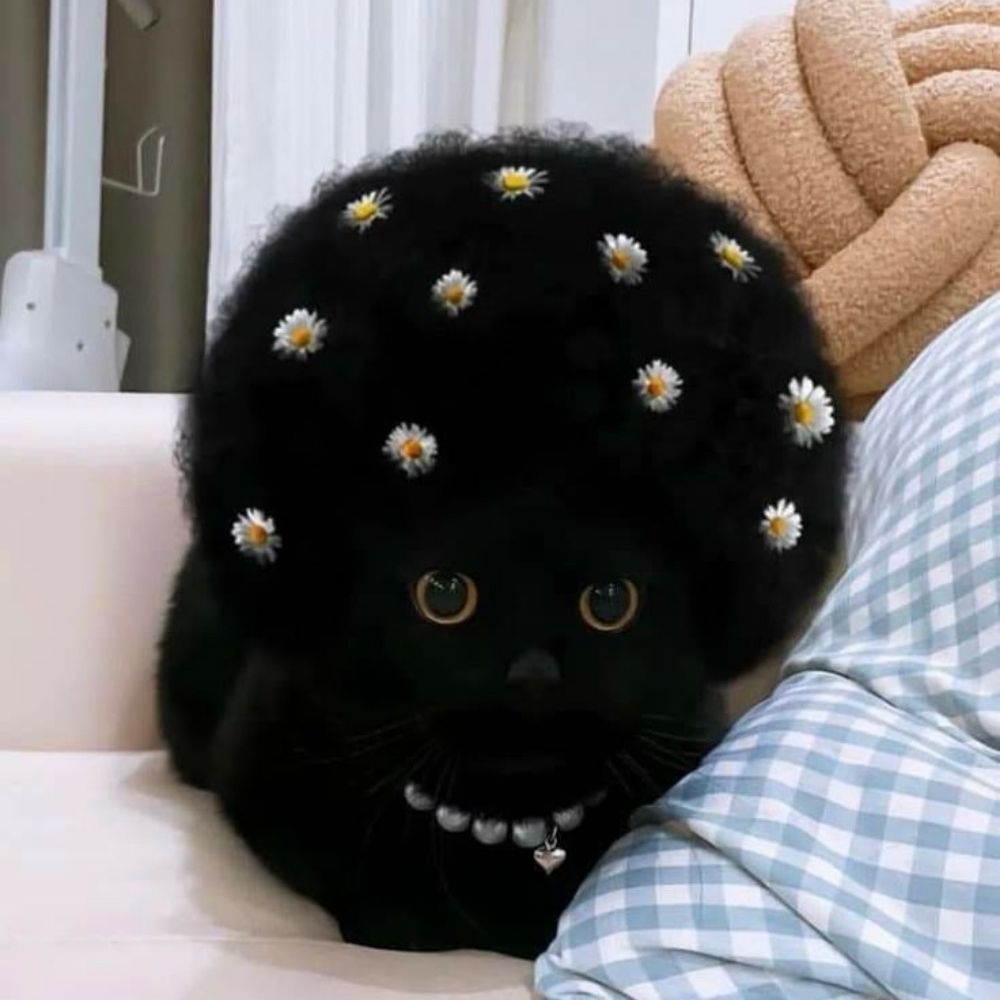 Bel 🐈‍⬛⭐️