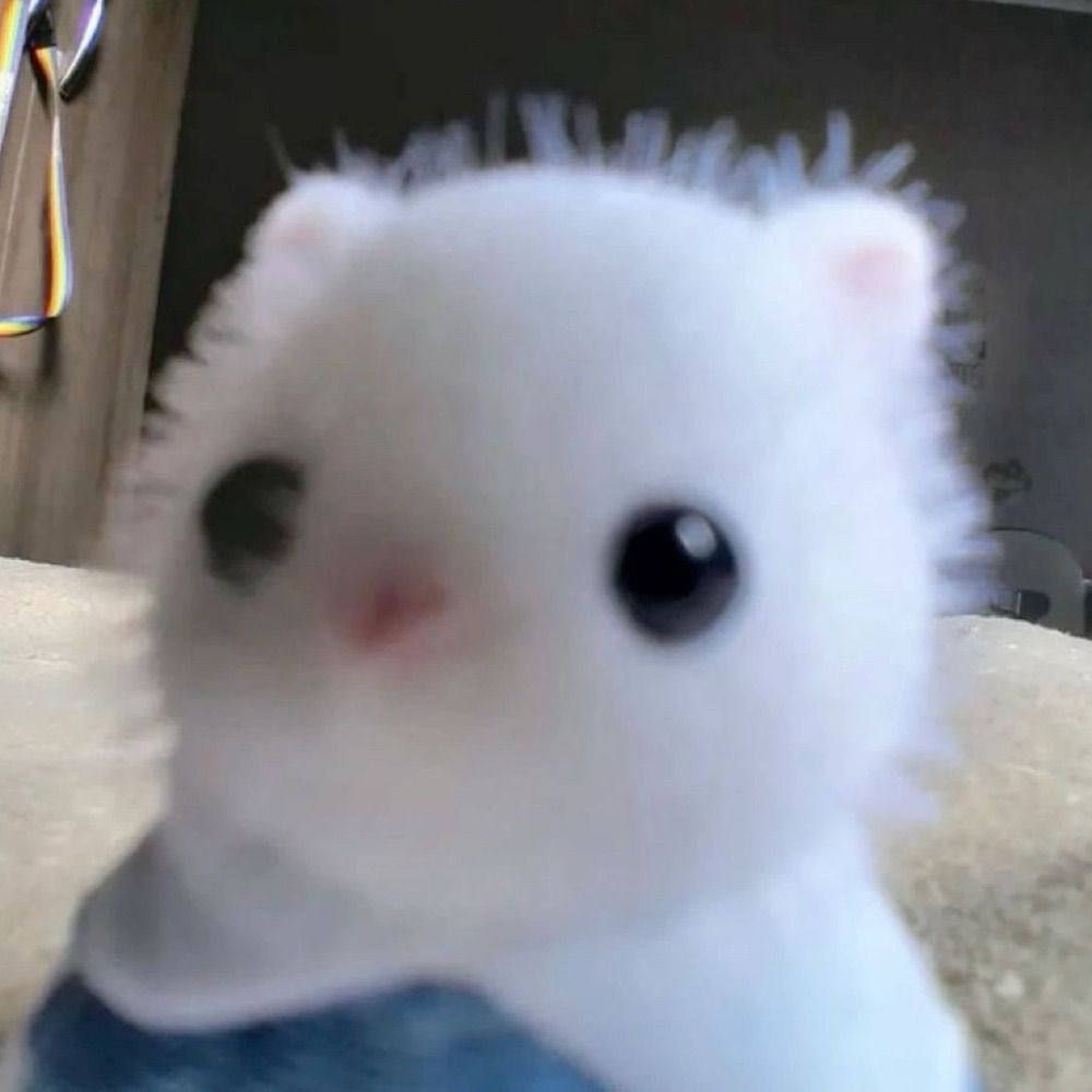 jaboi