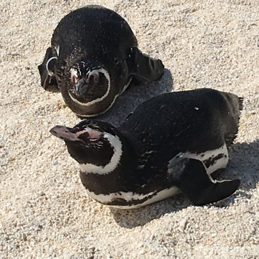 いぬ