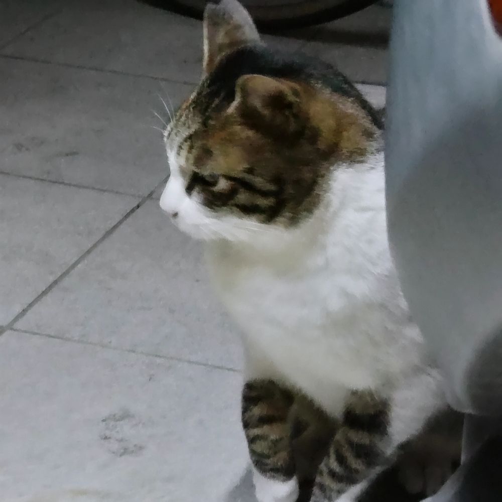 あいさん