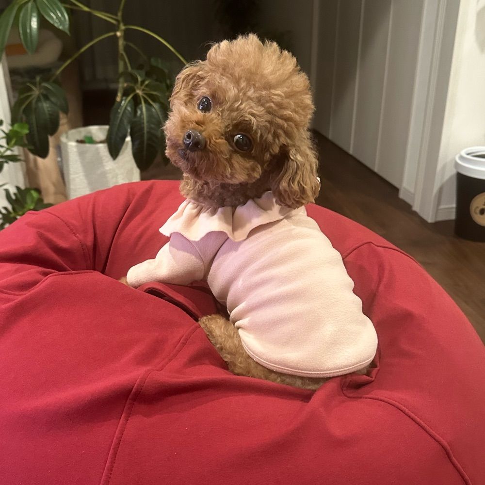 Toypoodle_Poco