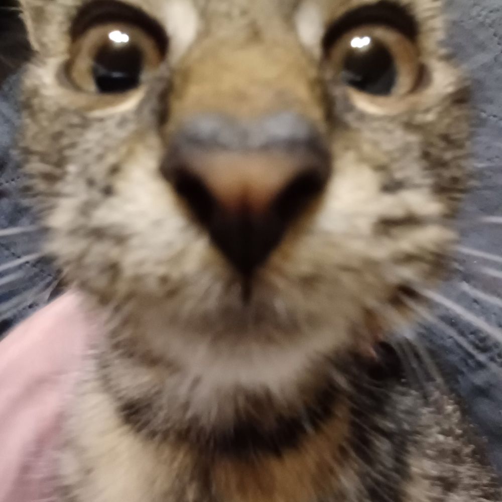 owca