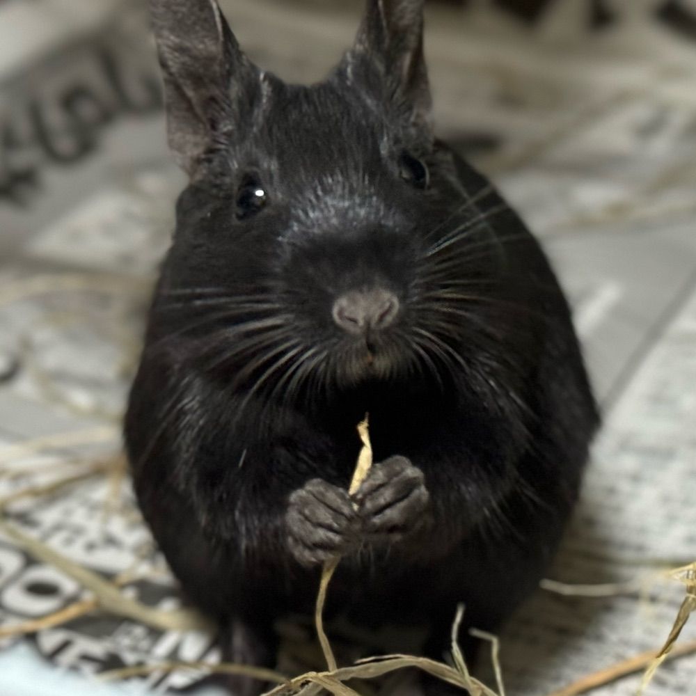 とある飼い主とデグー
