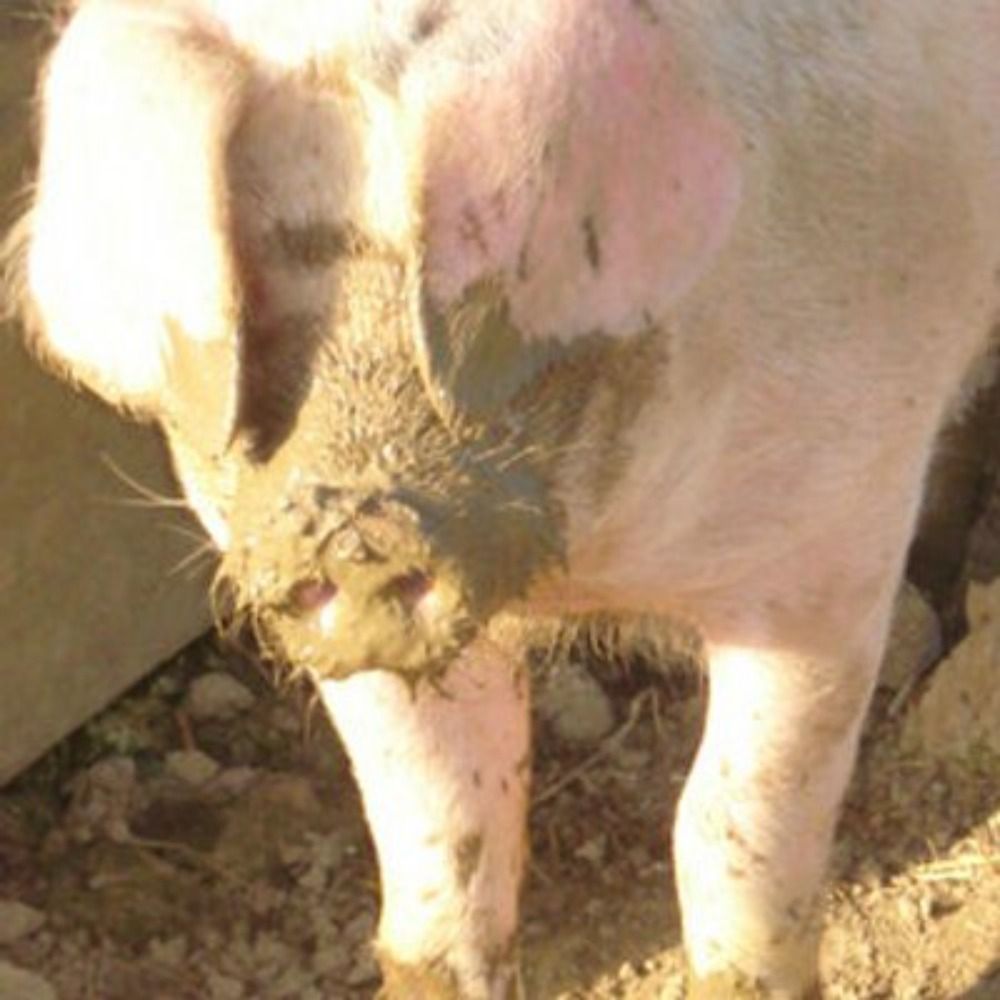 Ernest Pig 🐽