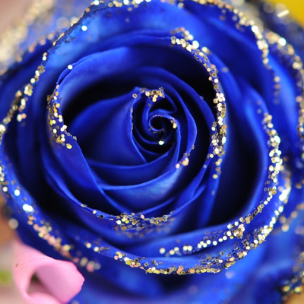 BlueRose1111