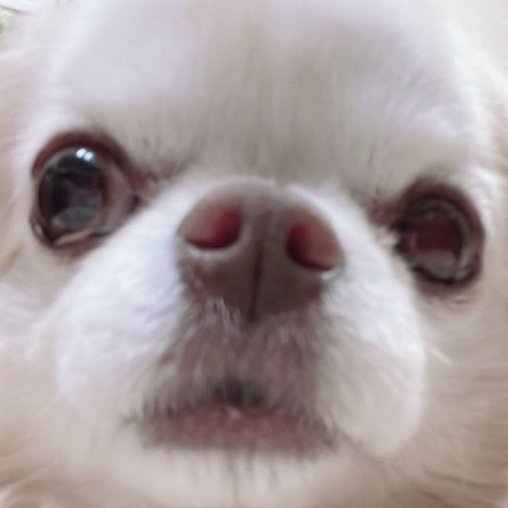 ぽてこ