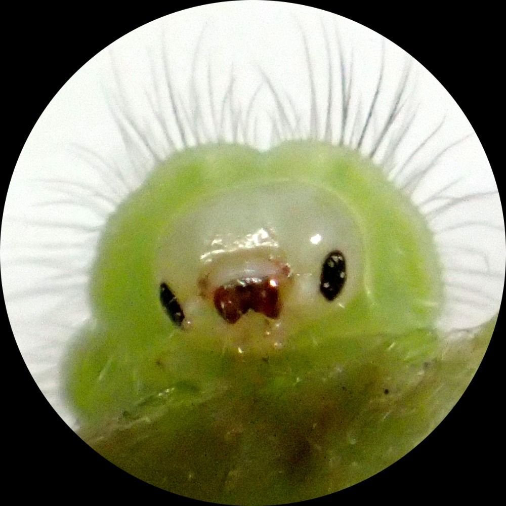 むしとりチャンネル