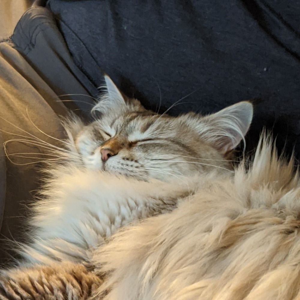 Cat Mom