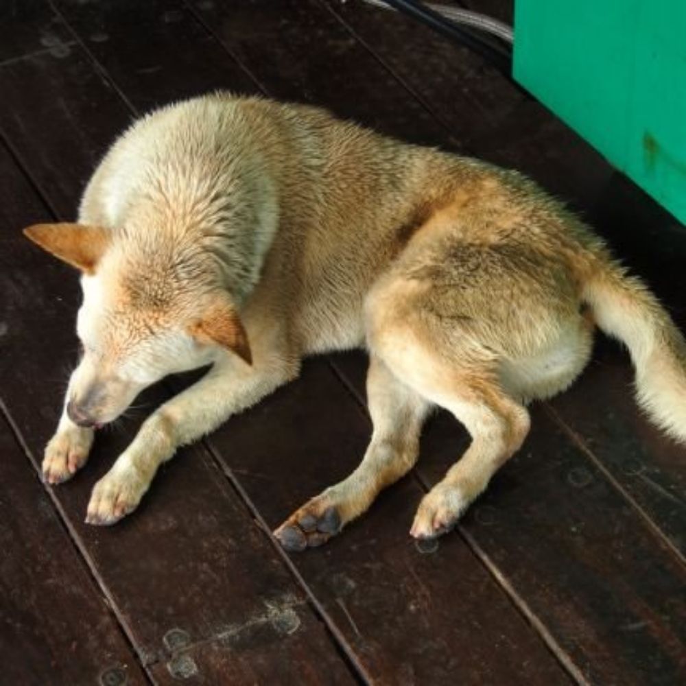 たけ