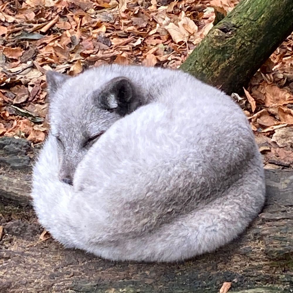 KängaRUHE