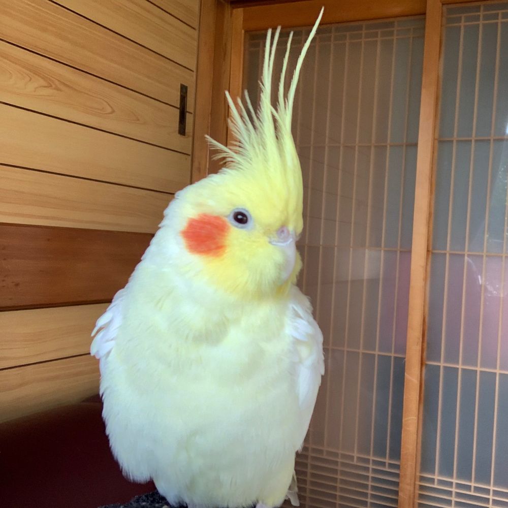 よなるで
