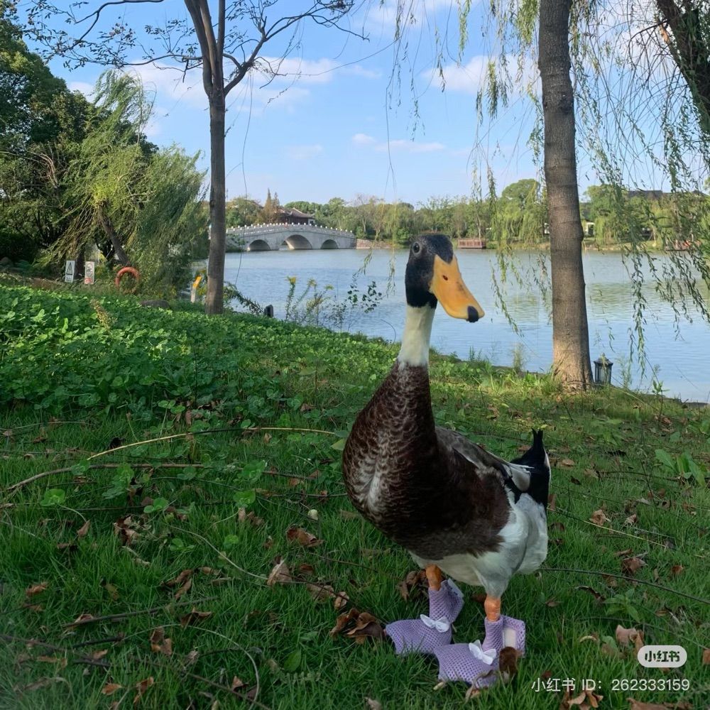 Duck is the best!
