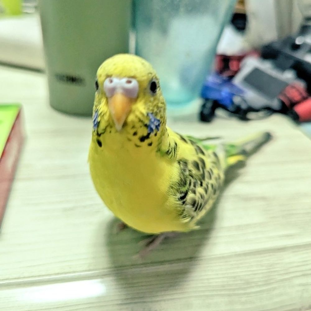 あや