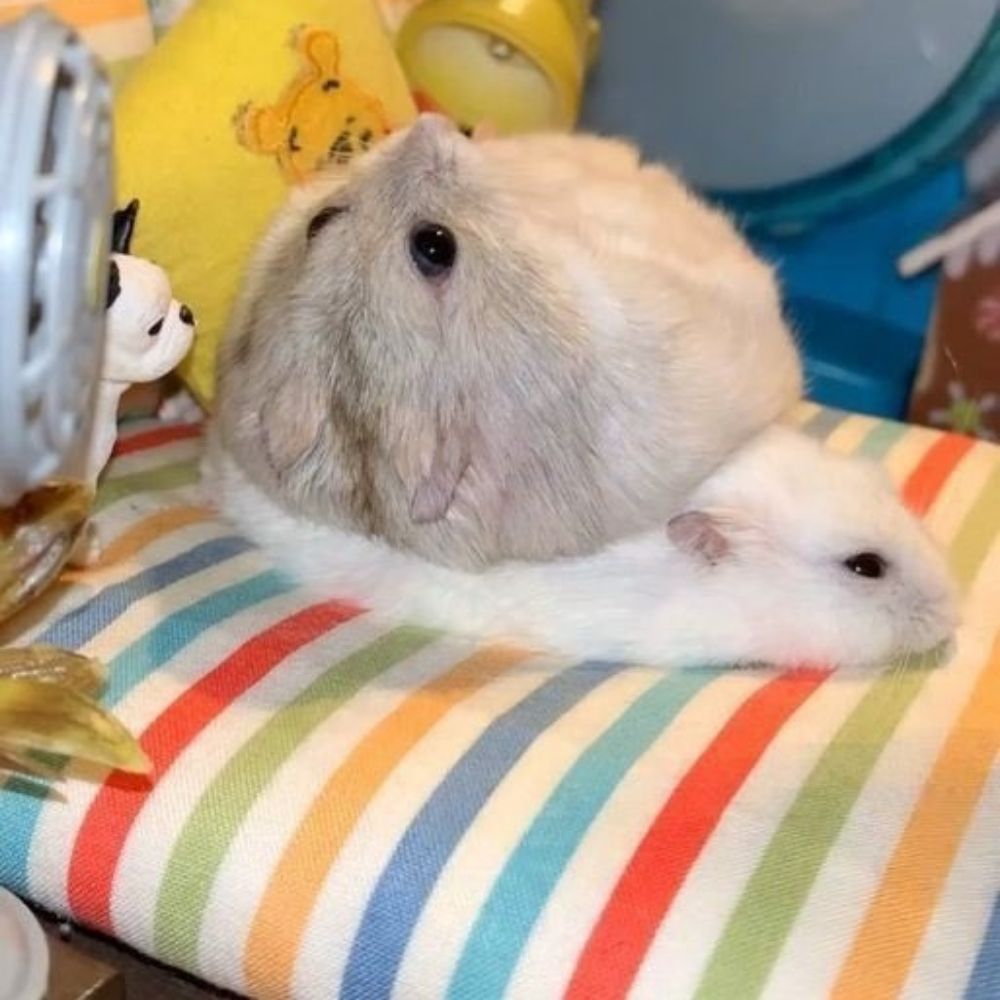 이삭