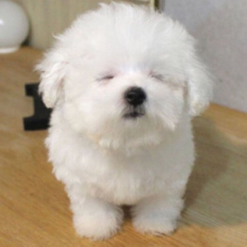 롬부