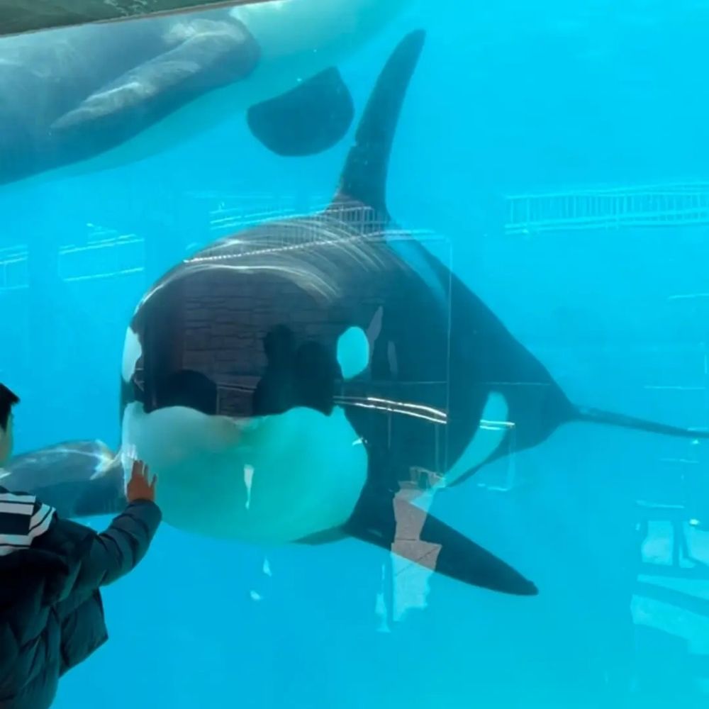 Orca Tales: Corky's Journey