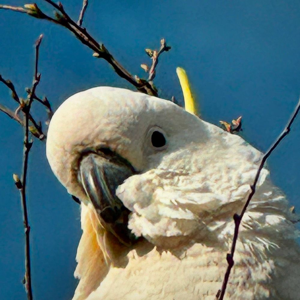 MT