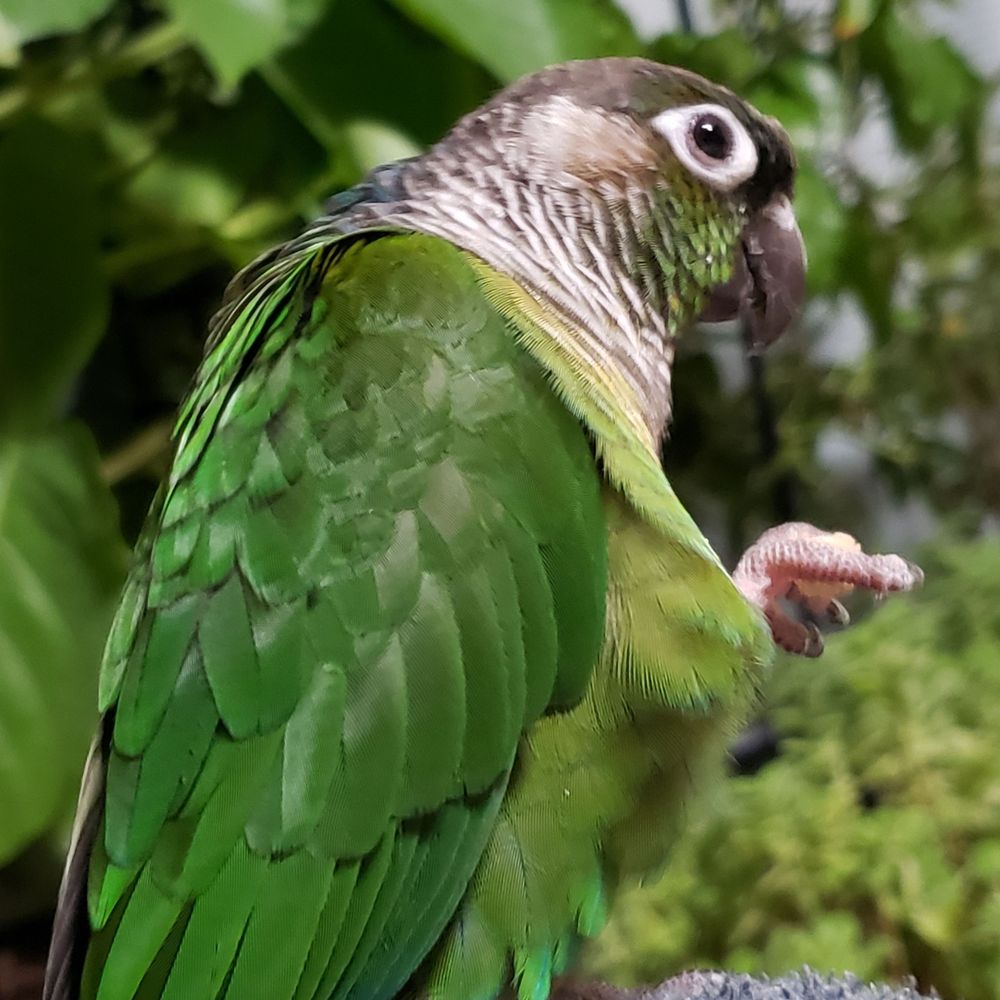 無名の鳥