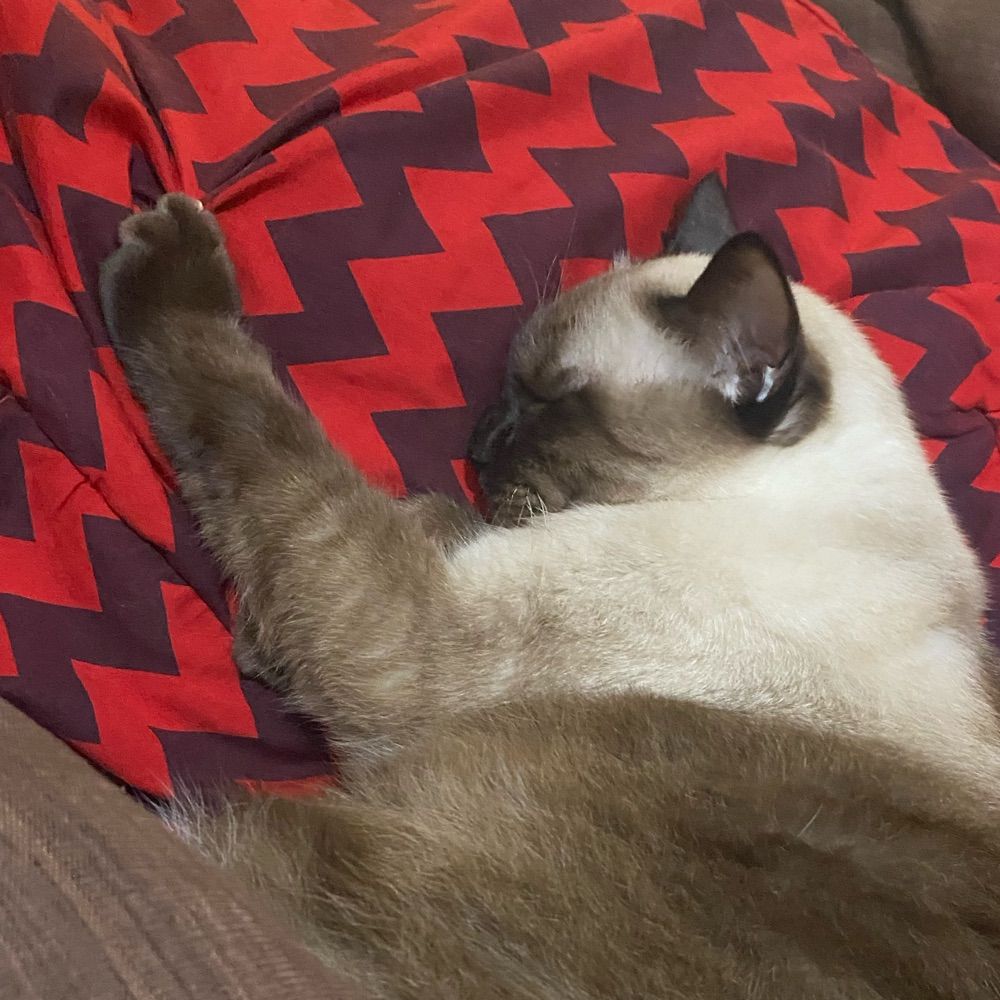 Mojo