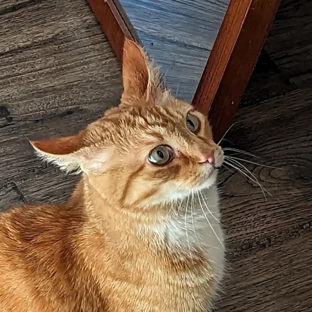 Maggie