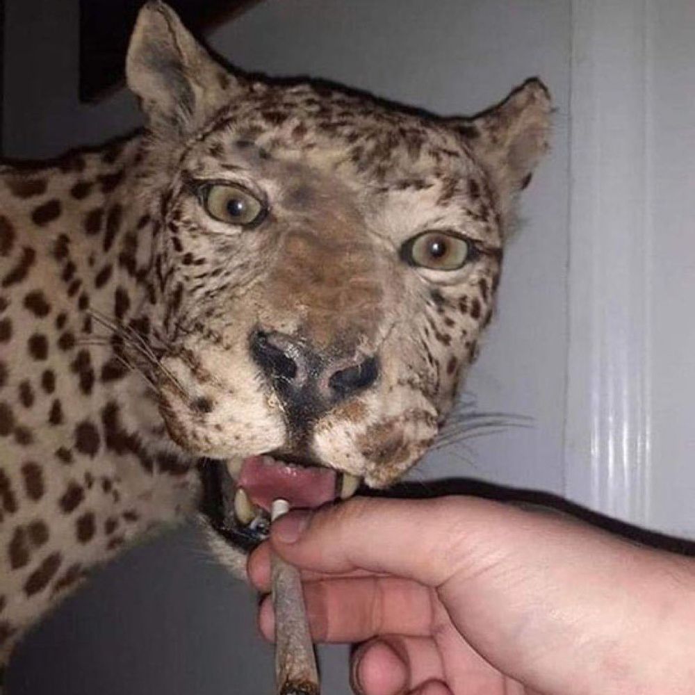 caludio