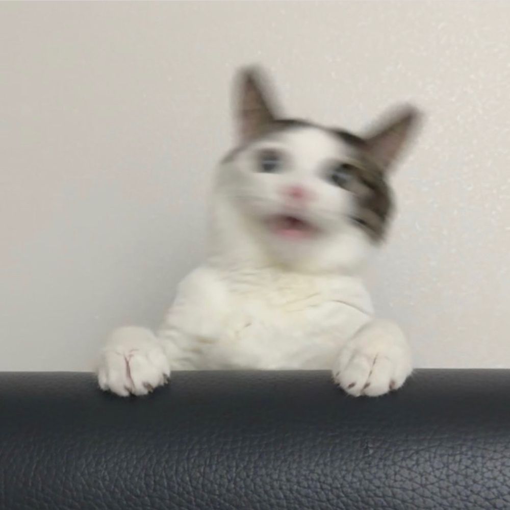 負二呆