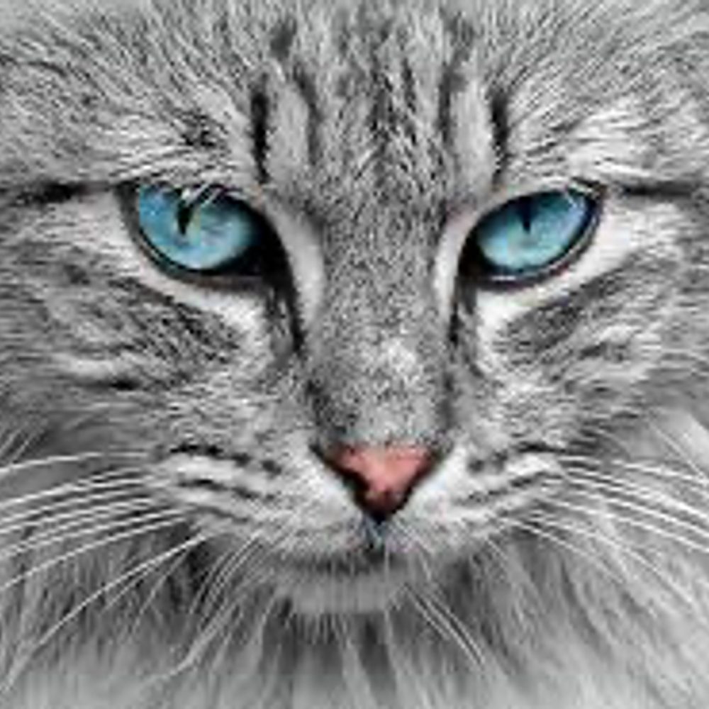 testadurra.bsky.social profile picture