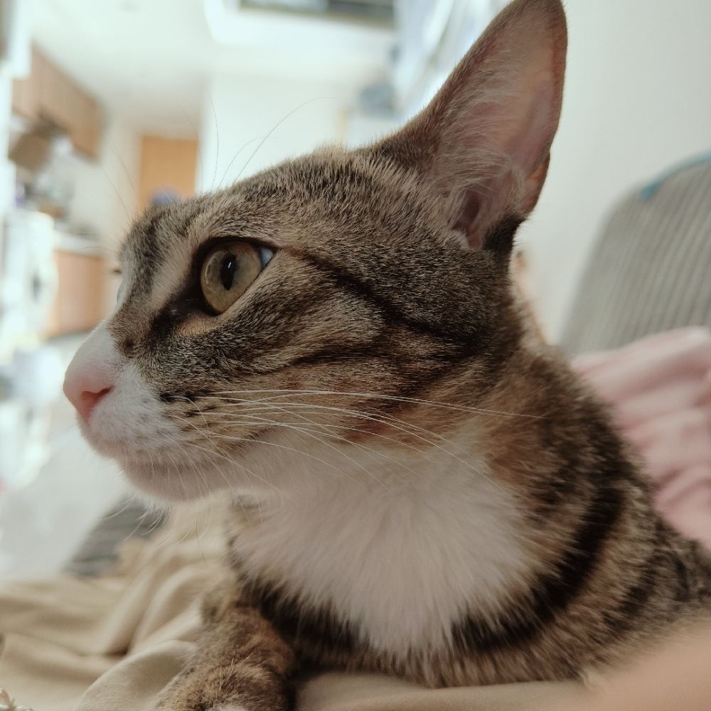 猫