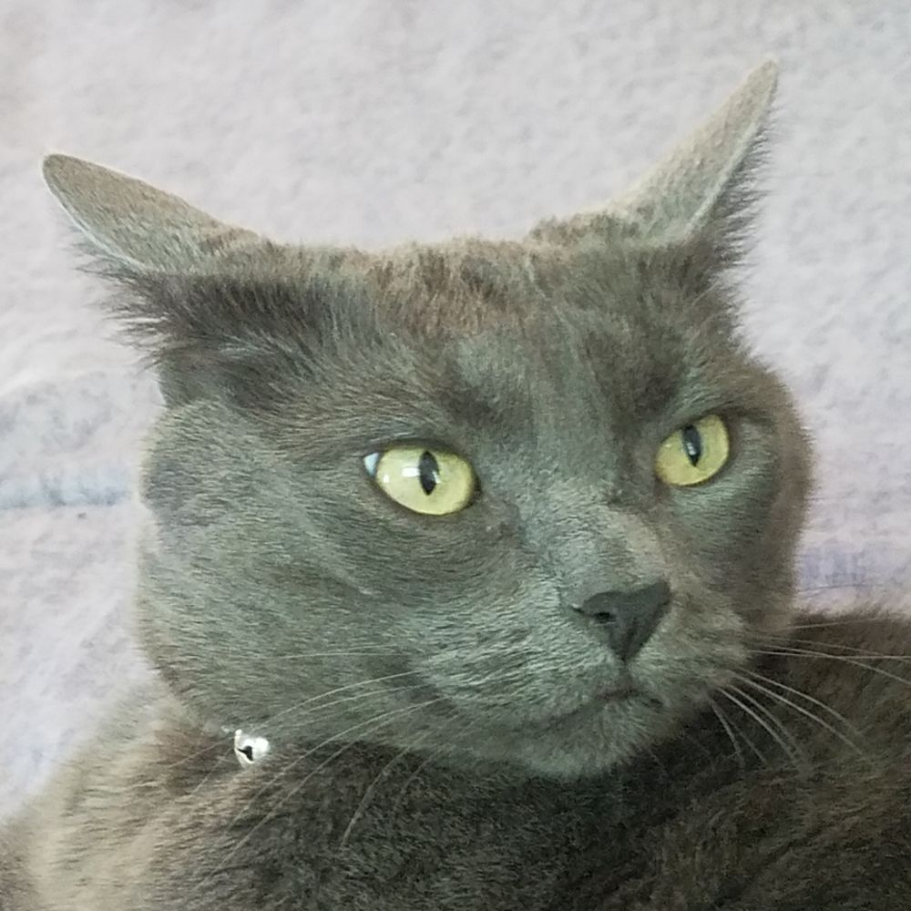 Profile picture pyewacket13.bsky.social