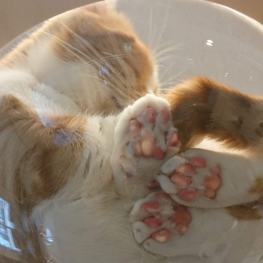 はるにゃん ᗢᘏ୭