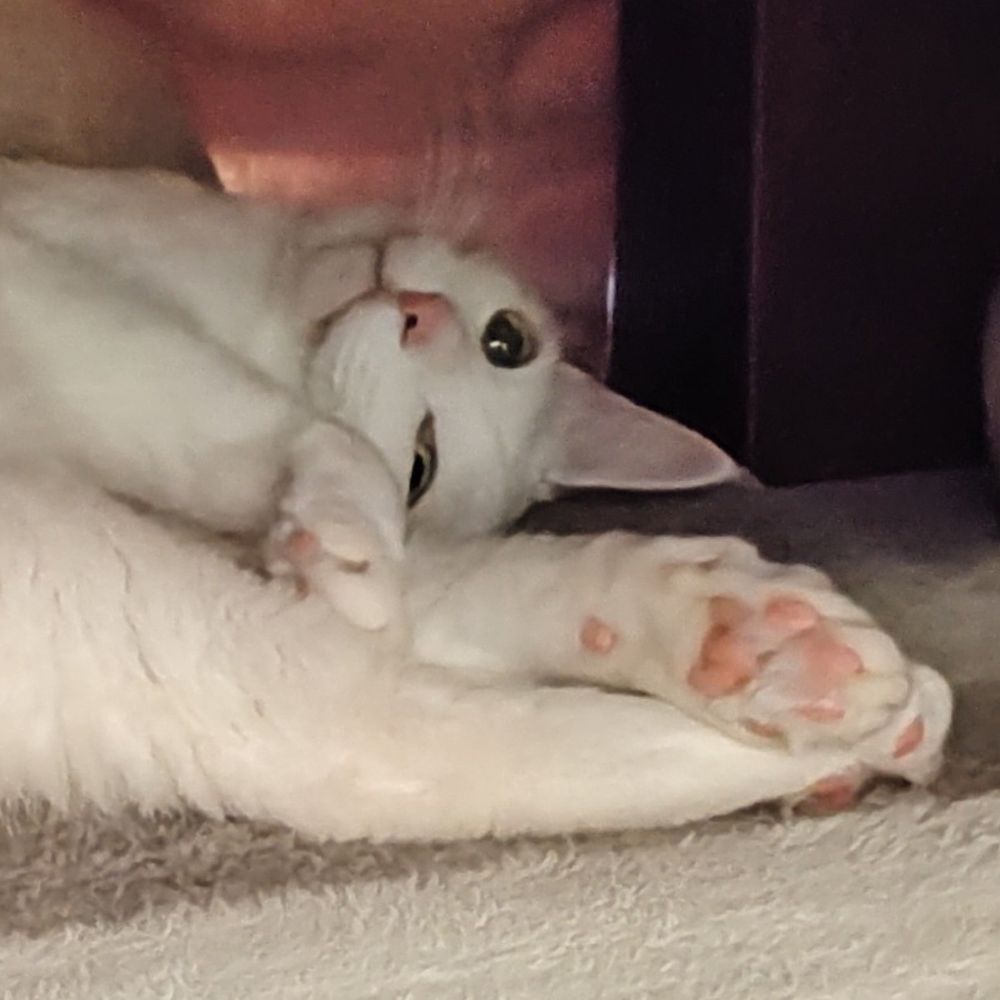 Kano the Cat